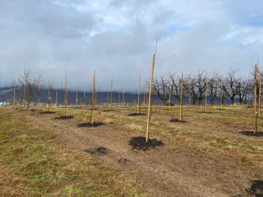 Neupflanzung Zwetschgenbäume Weidrain 24.11.2021