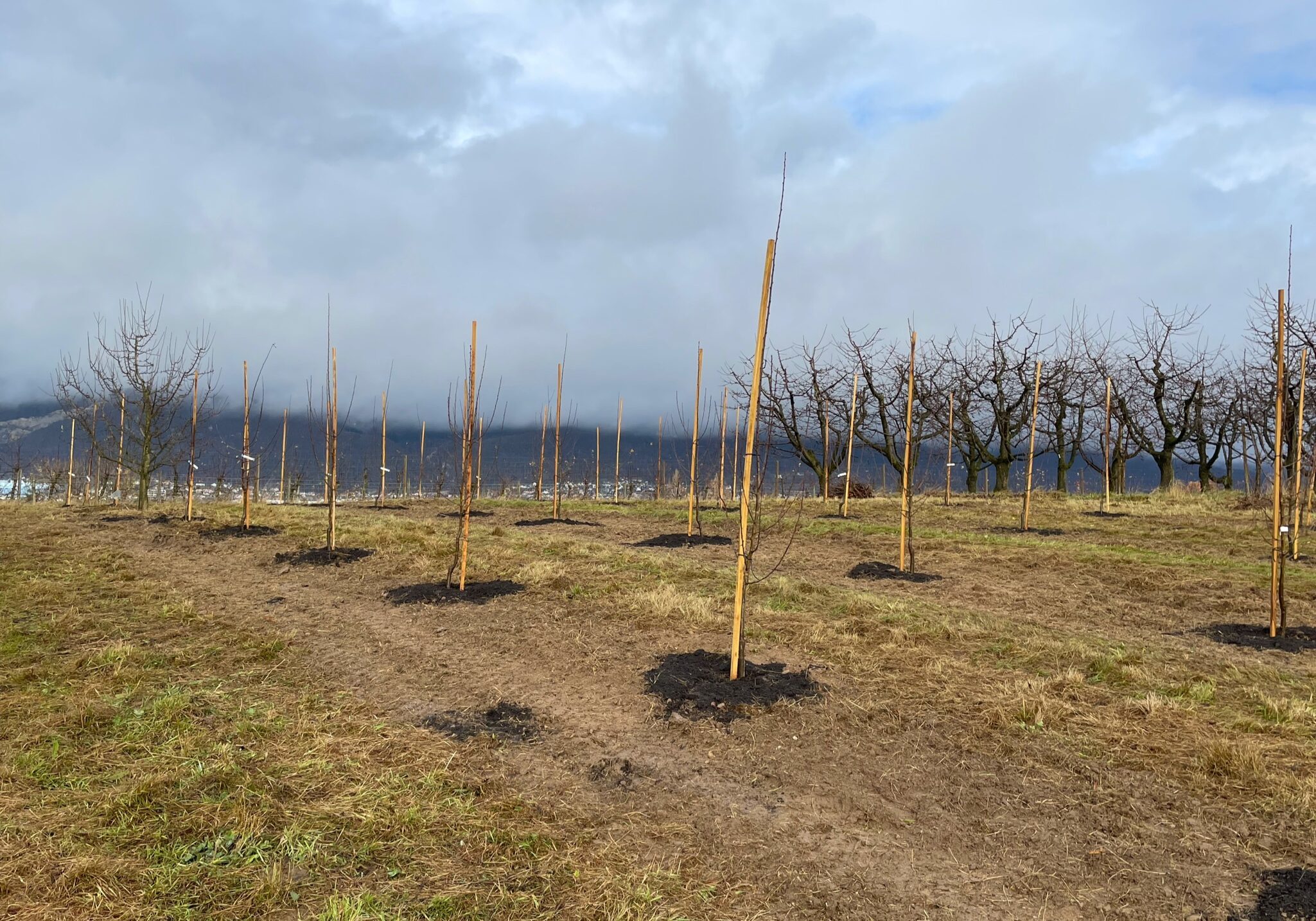 Neupflanzung Zwetschgenbäume Weidrain 24.11.2021